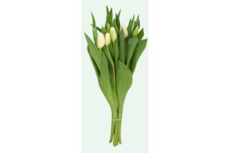 jumbo witte tulpen