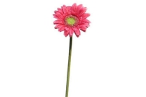 gerbera