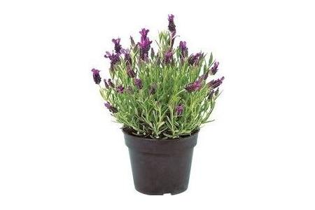 lavendel