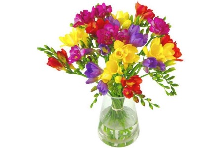 deen freesia