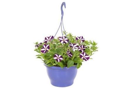 ah petunia in hangpot of perkgoed in terraspot