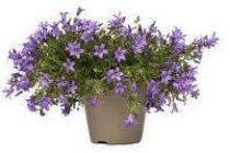 campanula