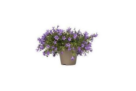 campanula