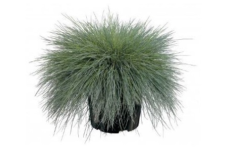 festuca