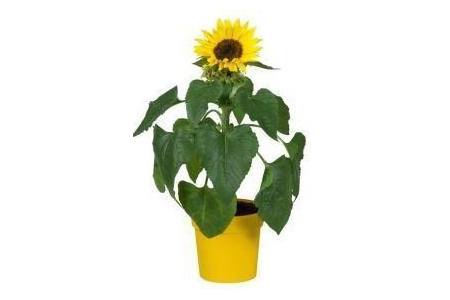 zonnebloem helianthus in pot