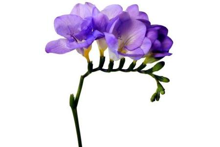 freesia s