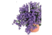 campanula