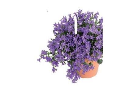 campanula