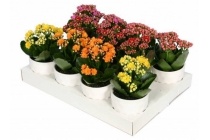 kalanchoe