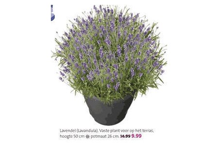 lavendel angustifolia royal blue