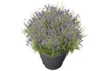 lavendel lavandula