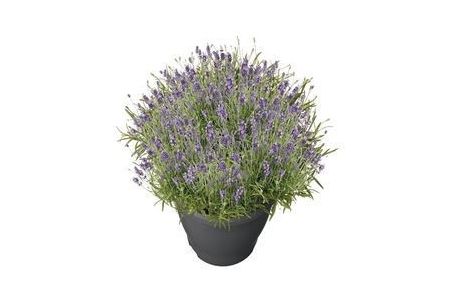 lavendel lavandula