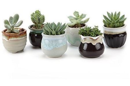 mini secculent in pot