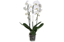 phalaenopsis wit