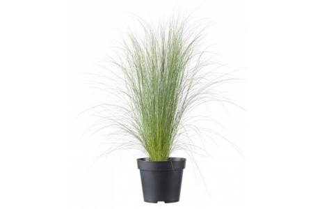 vedergras stipa tenuifolia