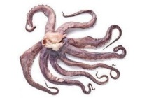 pulpo tentakels