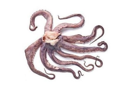 pulpo tentakels