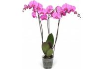 phalaenopsis met 3 takken