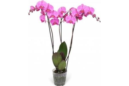 phalaenopsis met 3 takken