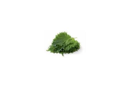 shiso leaves green