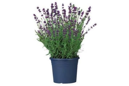 lavendel