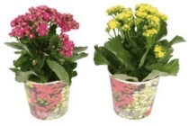 kalanchoe