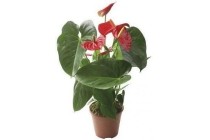 anthurium