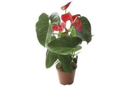 anthurium