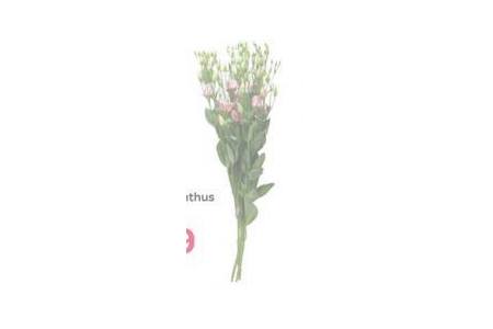 spar lisianthus