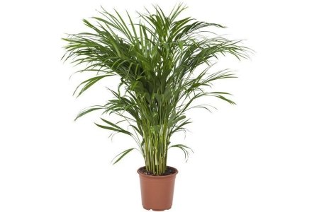 areca palm