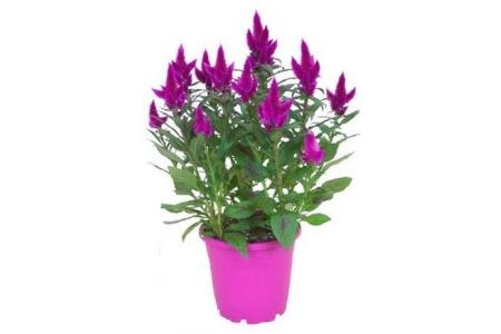 celosia