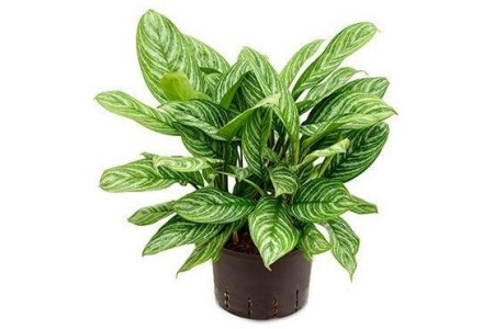 aglaonema stripes