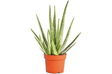 aloe vera