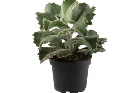 kalanchoe beharensis