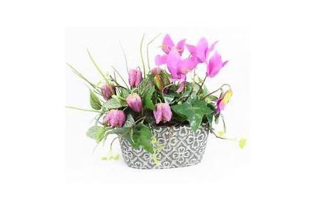 arragement cyclamen