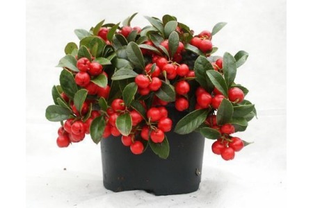 gaultheria