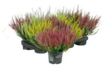 calluna vulgaris garden girls