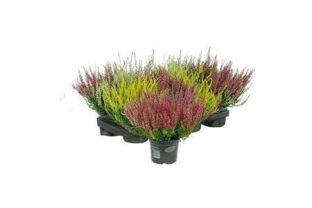 calluna vulgaris garden girls