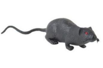 rat