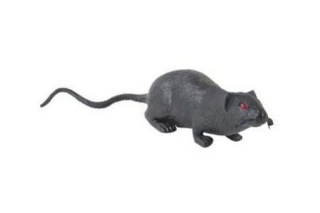 rat