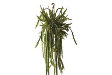 rhipsalis