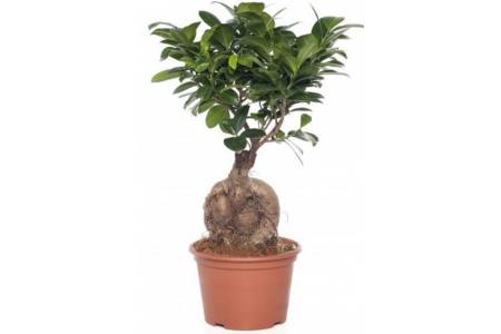 ficus ginseng