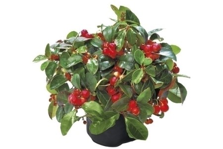 gaultheria