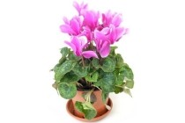 plus cyclamen