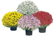 chrysant