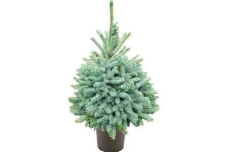 picea pungens blauwspar in pot