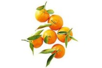 bollo mandarijnen met blad