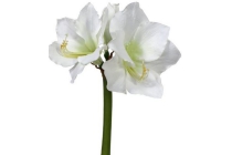 intratuin amaryllis