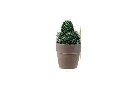 cactus in keramische pot