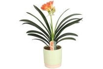 clivia